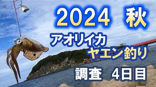 2024秋　アオリイカヤエン釣り　調査4日目