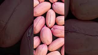 girnar 5 groundnut seed 7810988162.7010649572