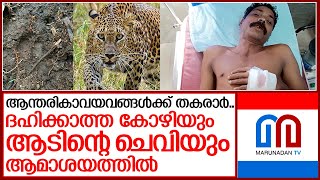 മാങ്കുളത്ത് ഗോപാലന്‍ വെട്ടി വീഴ്ത്തിയത് അവശനായ പുലിയെ |  Leopard Mankulam