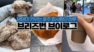 호주 브이로그 | 강아지 아침 산책 후 출근하는 삶이란 / 페스룸 강아지 용품 추천 / 호주에서 강아지 키우기 / 미카 크로와상 \u0026 인더스트리 커피