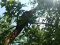 Scarlet Macaw Goldie cavort in the trees and flying at the house (Goldie dovádí a lítá u baráku)