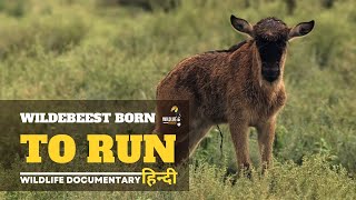 Wildebeest Migration [2024] हिन्दी डॉक्यूमेंट्री | Wildlife documentary in Hindi
