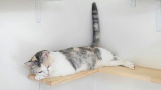 しっぽがくねくねビヨヨヨーン！と伸びる三毛猫姉さん