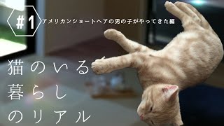 #1 アメリカンショートヘアの男の子がやってきた #新築 #猫