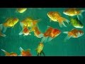 Aquarium Fish | How It's Made Aquarium Fish | How It's Made