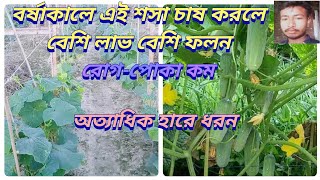 বর্ষাকালে এই শসা চাষ করলে বেশি লাভ বেশি ফলন,বর্ষাকালে শসা চাষ,শসা চাষ,sosa chas,#sosa