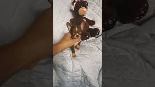 микро мальчик нарядный шоколадный с белым, #dog #chichuahua #pappi