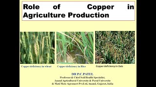 Role of Copper in Agriculture Production-Dr. P. C. Patel