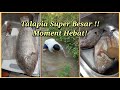 Talapia Super Besar!!! Moment Hebat! / Sambil Healing Dengan Alam Semulajadi | Part 114