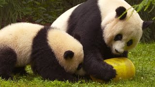 Wild Inside the National Zoo: Pandamonium