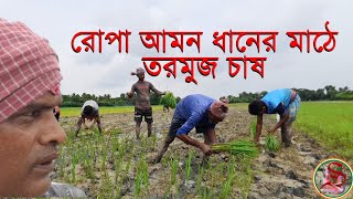 রোপা আমন ধানের মাঠে তরমুজ চাষ | Cultivation of Watermelon in Ropa Aman paddy Fields