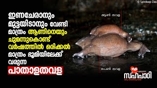 ഇണചേരാനും മുട്ടയിടാനും ആണിനെയും ചുമന്നുകൊണ്ട്‌ വർഷത്തിലൊരിക്കൽ മാത്രം ഭൂമിയിലേക്ക്‌ വരുന്ന പാതാള തവള