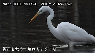 野川を散歩　鳥はちょびっと 20250127　Nikon COOLPIX P950　ZOOM M3  Mic Trak