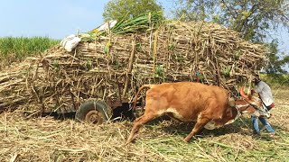 बैलगाडी ऊस वाहतूक | Sugarcane transportation by bullock cart #part_12 | bailgadi