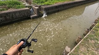 どちゃ濁り水路にルアーを落とすと... 【九州ナマズ旅 長崎編】