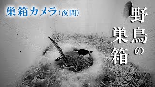 【夜間】孵化16日目 10雛→8雛 シジュウカラの巣箱 巣箱カメラ 野鳥 2023/05/26(夜)～05/27(朝) Bird Nest Box Live Camera