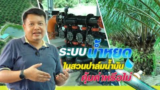 ระบบน้ำหยด ในสวนปาล์ม คุ้มค่าหรือไม่ l UNIVANICHOILPALMSEEDS