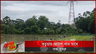 কচুয়ায় আউশ ধান চাষে ব্যস্ত কৃষক