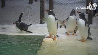 おたる水族館 大暴れして転びまくるジェンツーペンギン アラレ