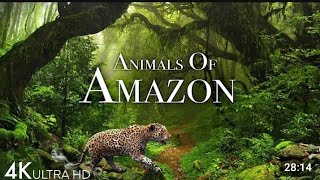 wonder of Amazon jungle /Urdu /Hindi