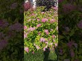 Meadowsweets or steeplebushes, Spiraea japonica