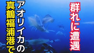 【埼玉/東京より無料送迎】スキューバダイビング中 アオリイカの群れに遭遇byスターダイブ