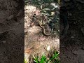 #youtubeshort #snake in the forest