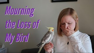 What to Do If Your Bird Passes Away ~ Mourning the Loss of My Bird