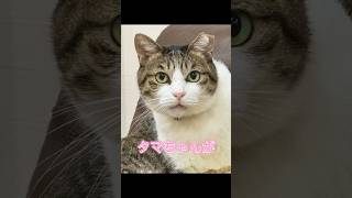 独特な遊び方をするおばちゃん猫😂#保護猫 #cat #猫 #猫のいる暮らし