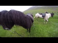 riding icelandic horses iceland gopro hero 4 on helmet