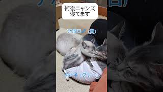 #ねこ #保護猫 アポロ♂ルナ♀ オレオ♀