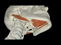 【筋肉動画図鑑】舌骨上筋群 筋肉研究所