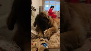 WE ALL JUST LOVE CHRISTMAS SO MUCH #leonberger #christmas #merrychristmas