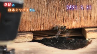 20210331 早朝の日本ミツバチさん Japanese honey bee in the early morning.