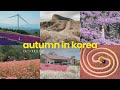 Every flower field I've visited in early Autumn in Korea | October trip | clarissaacindy