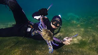 The BIGGEST Blue Swimmer Crab Ever!