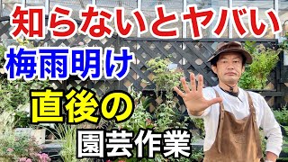 【災害級の暑さ】梅雨明けこれをやらないと植物は枯れます　　　　　【カーメン君】【園芸】【ガーデニング】【初心者】