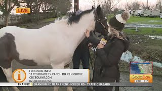 CBC Therapeutic Horseback Riding, 7am