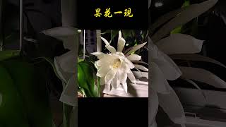 昙花一现#昙花