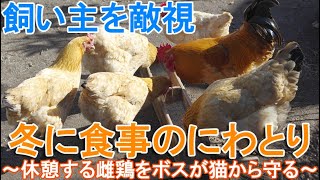 冬に食事のニワトリ～木陰で休憩の名古屋コーチン雌鶏をボス雄鶏が猫から守る～