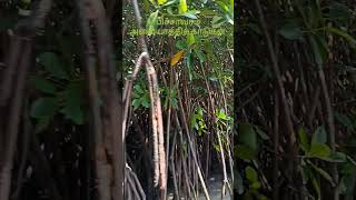 Pichavaram Mangrove forest | பிச்சாவரம் அலையாத்திக் காடுகள்#pichavaram