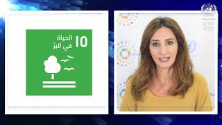 العدد 80 من النشرة الأسبوعية للإسكوا