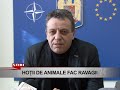 hotii de animale fac ravagii