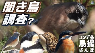 コンデジ鳥撮散歩　聞き鳥調査？　ウグイス喉慣らし　カケスの食事　兵庫県・北播磨