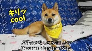 豆柴おーじろう☆手作りネッククーラーで夏対策 mameshiba(shiba inu) OHJIRO DIY cooling collar