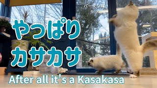 バーマン猫ラフとミカとガブ【やっぱりカサカサ】After all it's a Kasakasa（バーマン猫）Birman/Cat