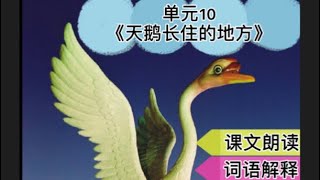 【三年级 华文】单元10《天鹅长住的地方》【课文朗读与词语解释】