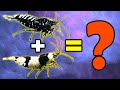 Breeding Taiwan bee and Pinto Shrimp with Crystal shrimp - Mischling method