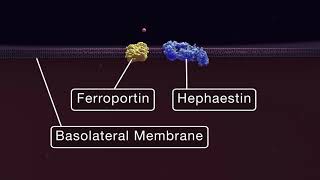 Intestinal Iron Absorption