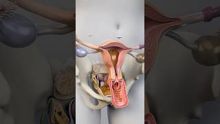 How the Uterus Moves Inside the Body – 3D Animation You’ve Never Seen #anatomy #medicalanimation